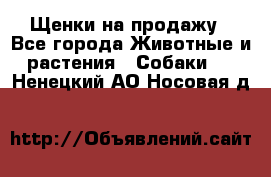 Щенки на продажу - Все города Животные и растения » Собаки   . Ненецкий АО,Носовая д.